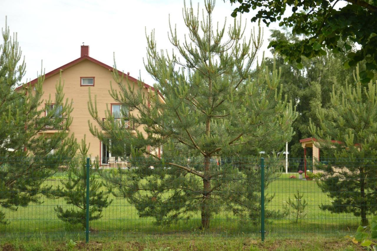 Lavandula Palanga Bagian luar foto